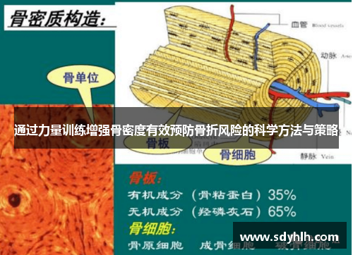 通过力量训练增强骨密度有效预防骨折风险的科学方法与策略